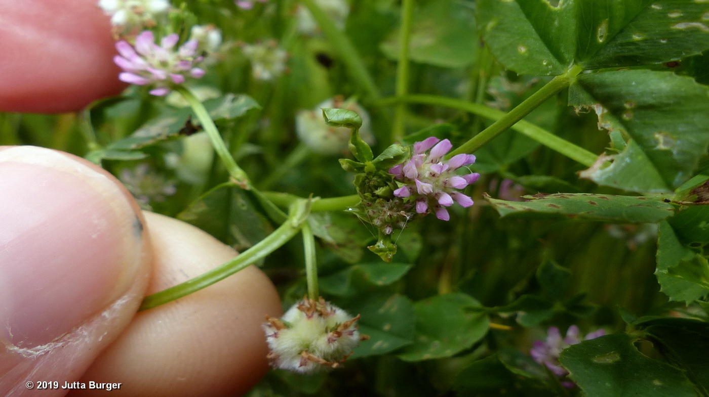 Flora Friday Still More Species