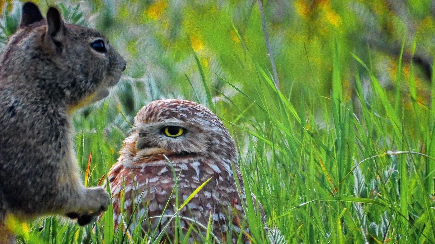 Owl >) Squirrel