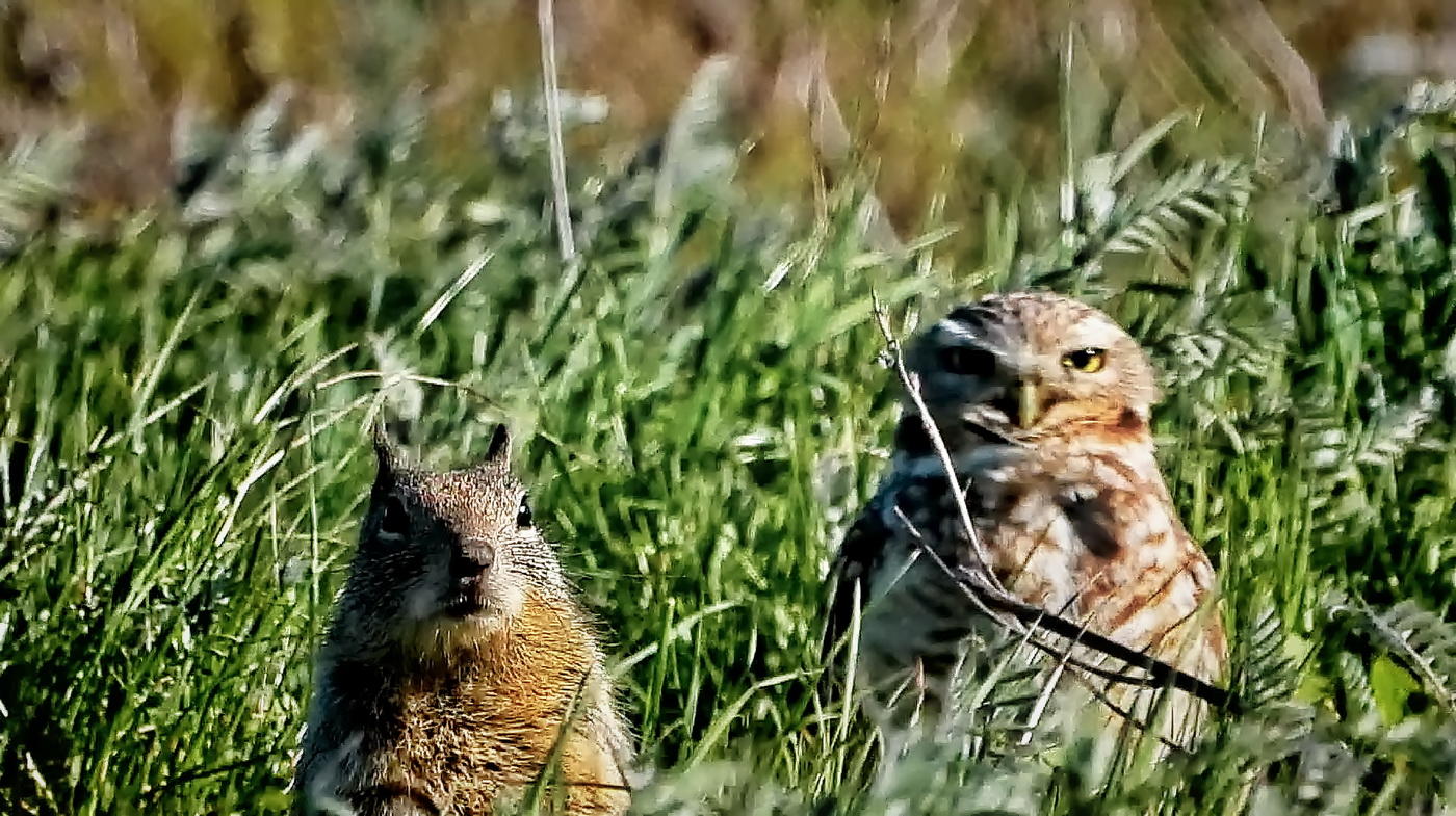 Owl >) Squirrel