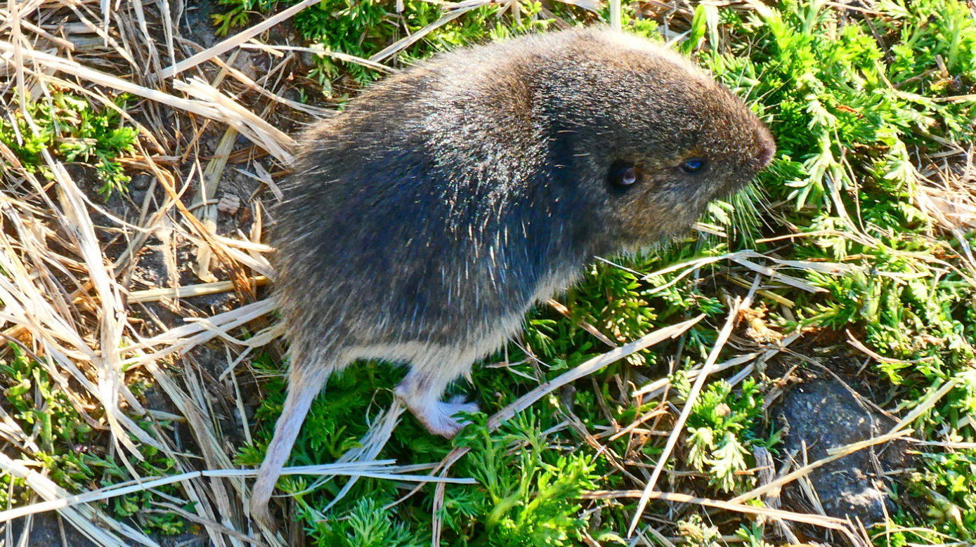 Whole Vole