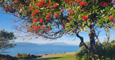 Annual Report for 2024