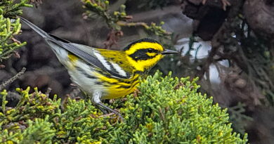 Park News Oct 16 2025