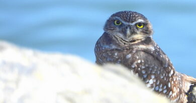 Park News Oct. 5 2025