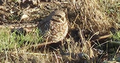 Park News Nov 10 2025