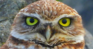 Park News Nov 7 2025