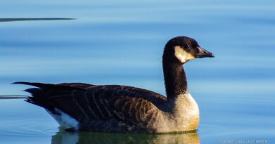 Park News Nov 23 2025