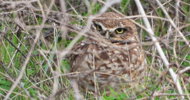 Park News 11/15/2025