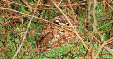 Park News Nov 20 2025