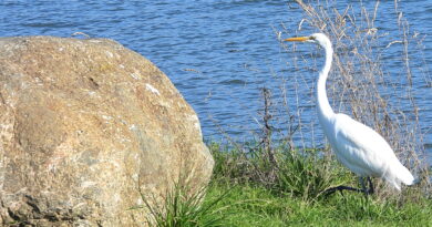 Park News Nov 24 2005