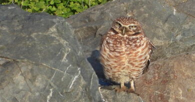 Park News Nov 29 2025