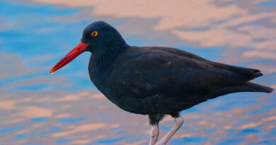 Park News Nov 16 2025