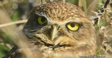 Park News Nov 22 2025