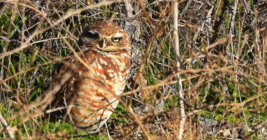 Park News Nov 26 2025