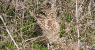 Park News Nov 30 2025