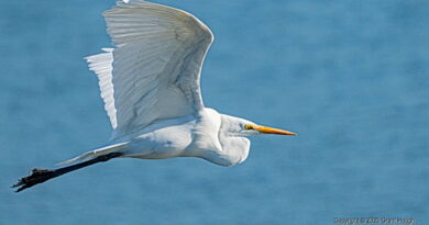 Park News Dec 18 2025