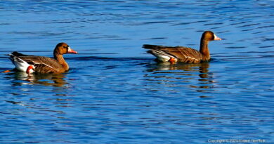 Park News Dec 11 2025