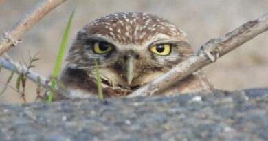 Park News Dec 6 2025