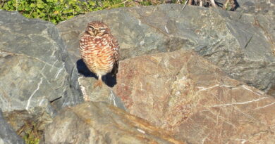 Park News Dec 13 2025