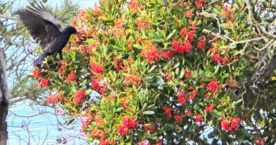 Park News Dec 5 2025