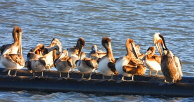 Park News Dec 27 2025