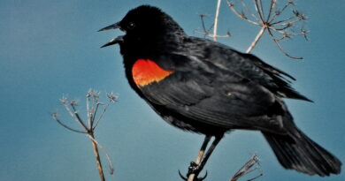 Park News Mar 31 2026